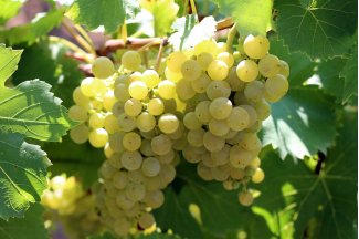 vino